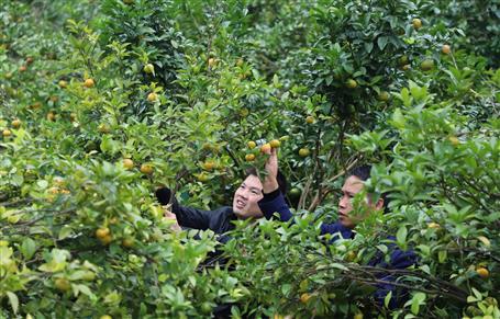 《中国建设报》、人民网等媒体报道公司脱贫攻坚效果